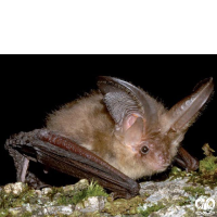 گونه خفاش گوش بلند قهوه‌ای Brown Long-eared Bat 